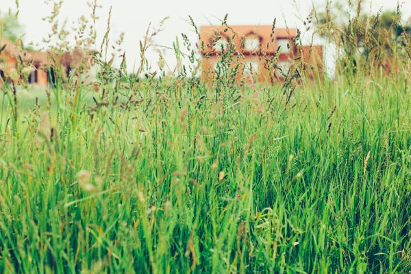 Tall Grass Cutting in Rockford