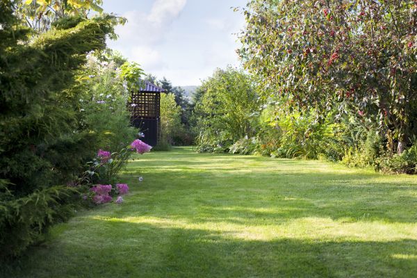 Yard Upkeep Service in Rockford