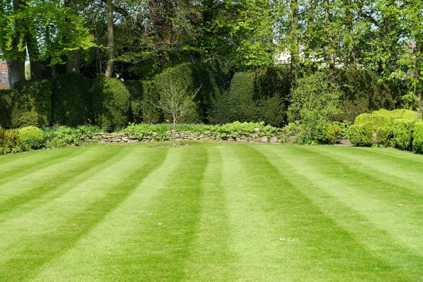 Grass Care Service in Rockford