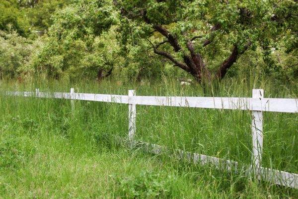 Fence Line Trimming in Rockford
