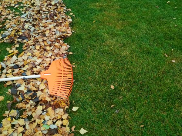Fall Lawn Care in Rockford