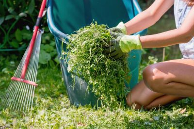 Summer Lawn Care